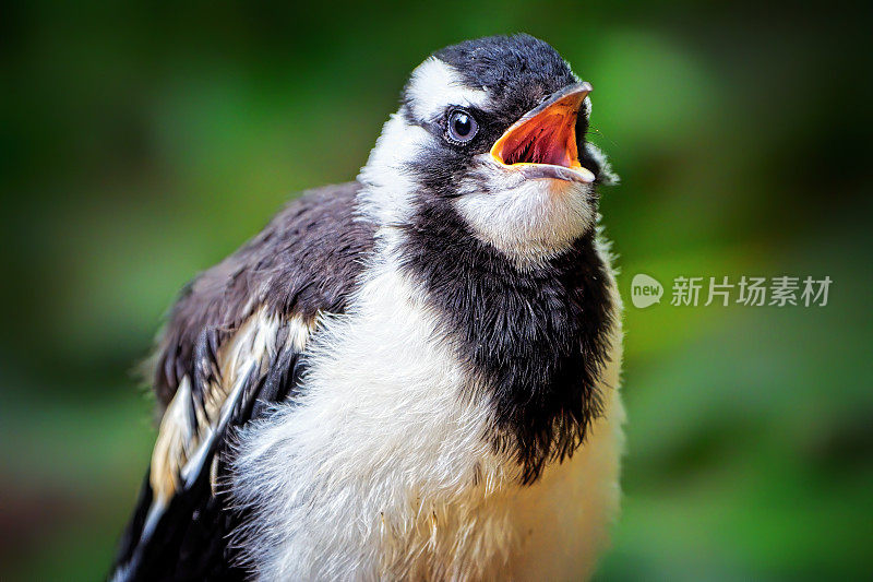 喜鹊 (Grllina cyanoleuca)